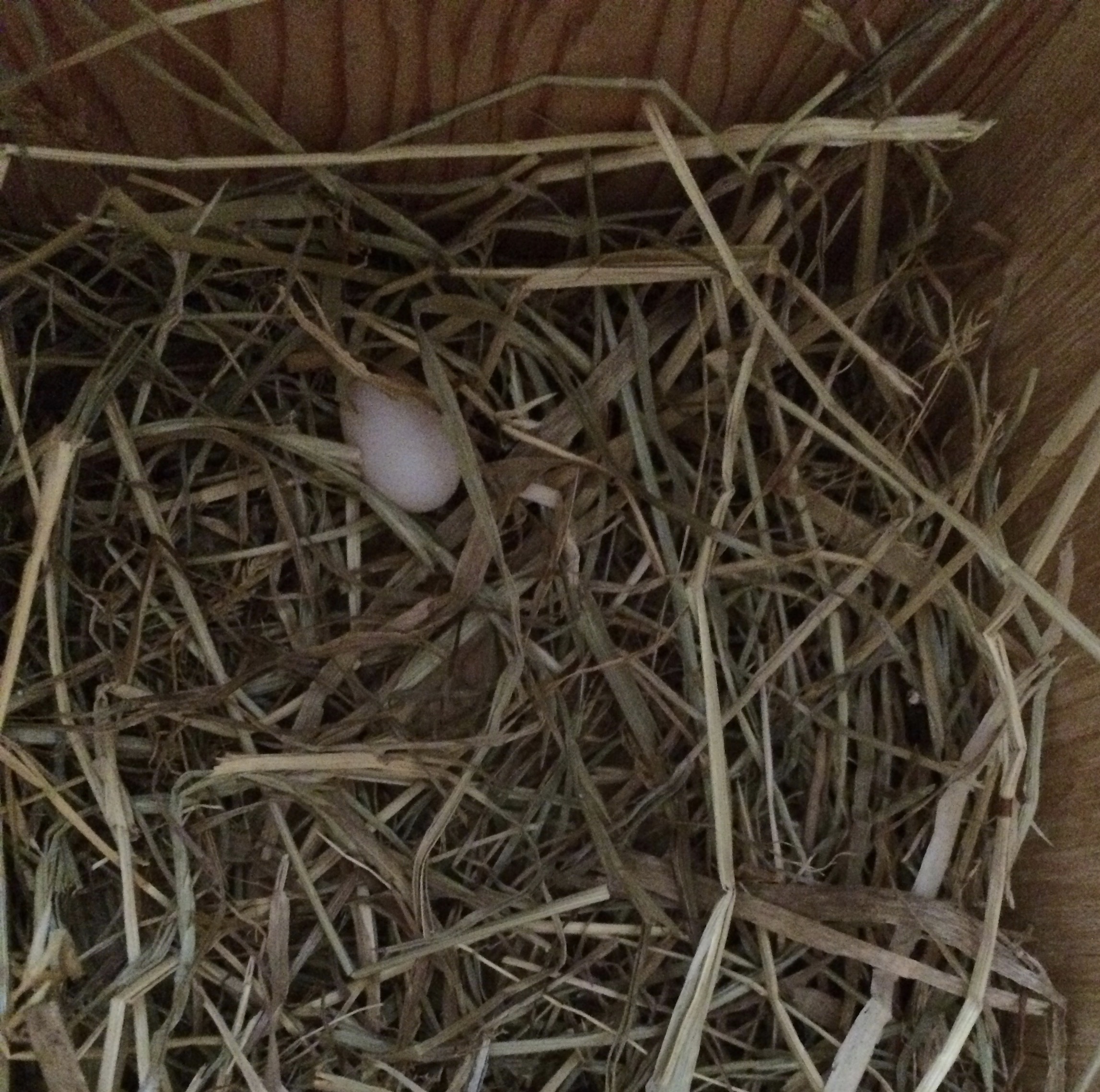 Newly laid egg in the last 24 hours in Aviary 2